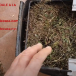 CORTACESPED STERWINS 10