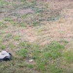 CORTACESPED STERWINS 2 corta cesped electricos