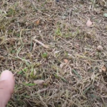 CORTACESPED STERWINS 7