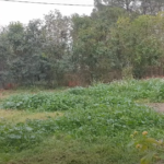 DESBROZADORA STERWINS 3